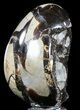 Septarian Dragon Egg Geode - Black Crystals #54561-1